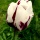 La Tulipe (Tulipa)