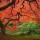 L'Erable Japonais (Acer japonicum)