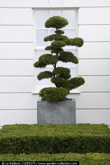 Contemporary formal front garden with a cloud topiary in a container
